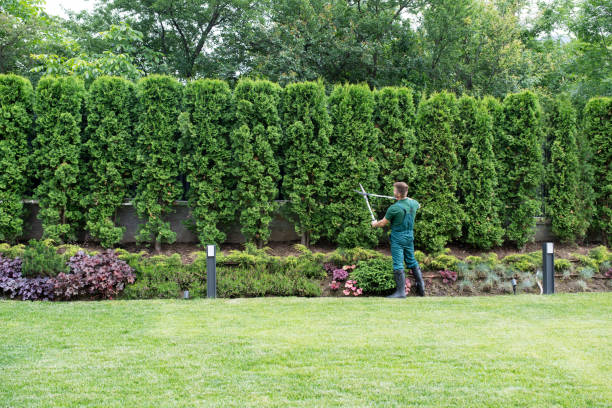 Best Tree and Shrub Care  in New Vienna, OH